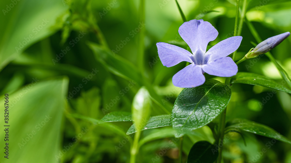 Blue periwinkle flower on a background of green grass. Blue periwinkle flower on a background of green grass.