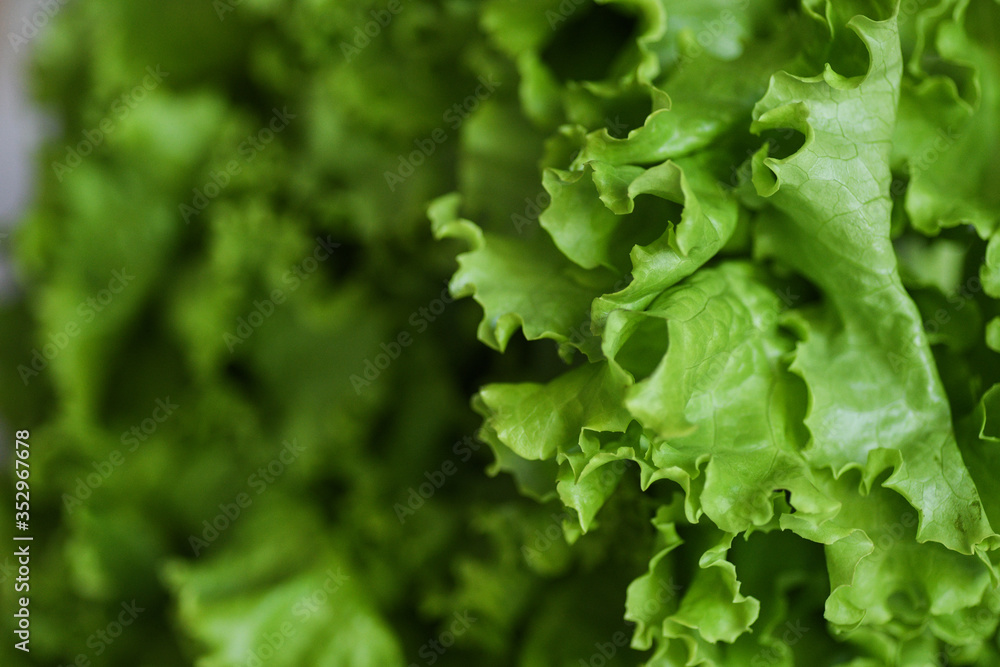 Fresh lettuce leaves - close up Fresh lettuce leaves - close up