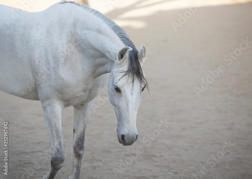 portrait of a grey marwari horse