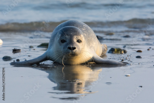 Common seal known also as Harbour seal (Phoca vitulina) pup lying on the beach. Helgoland, Germany