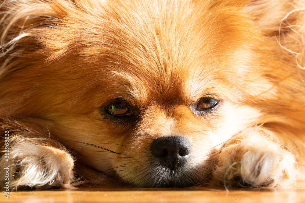 Face of tired dog. Small dog lying - sorrowful expression. Close up view.