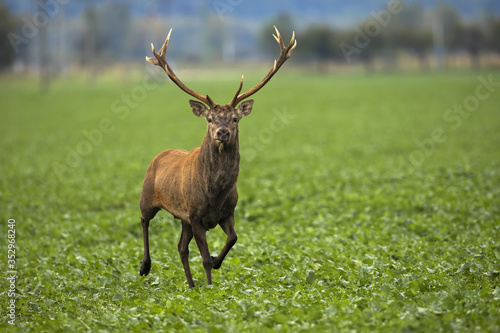 Alert red deer, cervus elaphus, stag approaching on green agricultural field from front view. Wild animal running and looking into camera with copy space.