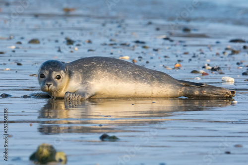 Common seal known also as Harbour seal, Hair seal or Spotted seal  (Phoca vitulina) pup lying on the beach. Helgoland, Germany photo