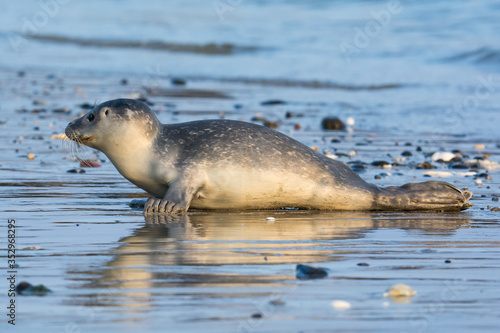 Common seal known also as Harbour seal, Hair seal or Spotted seal (Phoca vitulina) pup lying on the beach. Helgoland, Germany