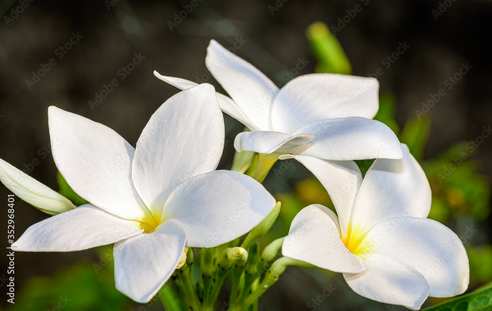 Fototapeta premium Close up of beautiful white Bridal Bouquet, Plumeria pudica flower with copy space