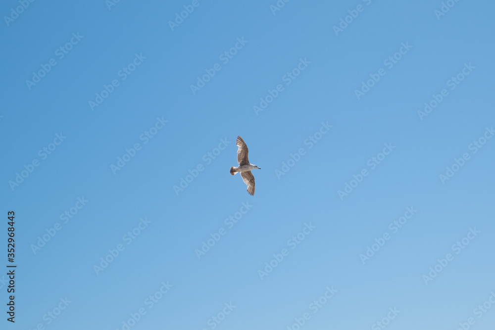 One seagull flying alone against a deep blue sky with wings spread. Freedom concept. One seagull flying alone against a deep blue sky with wings spread. Freedom concept.