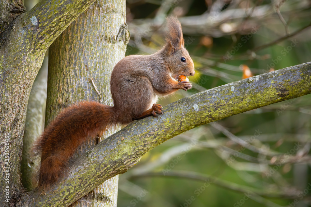 Naklejka premium Cute red squirrel, sciurus vulgaris, sitting on a branch and feeding on nut. Adorable wild animal with fluffy tail eating on tree from side view. Mammal holding food in forest.