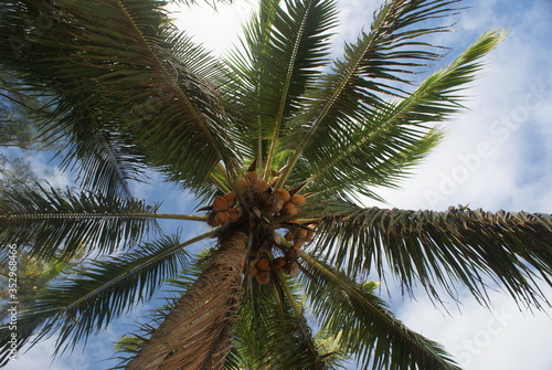 coconut palm tree © Maximilian