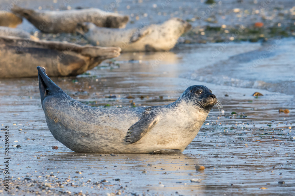 Fototapeta premium Common seal known also as Harbour seal, Hair seal or Spotted seal (Phoca vitulina) lying on the beach. Helgoland, Germany