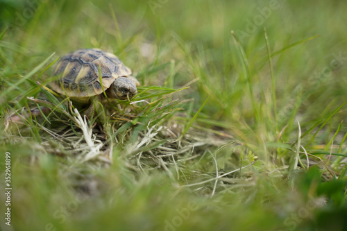 baby turtle on the grass