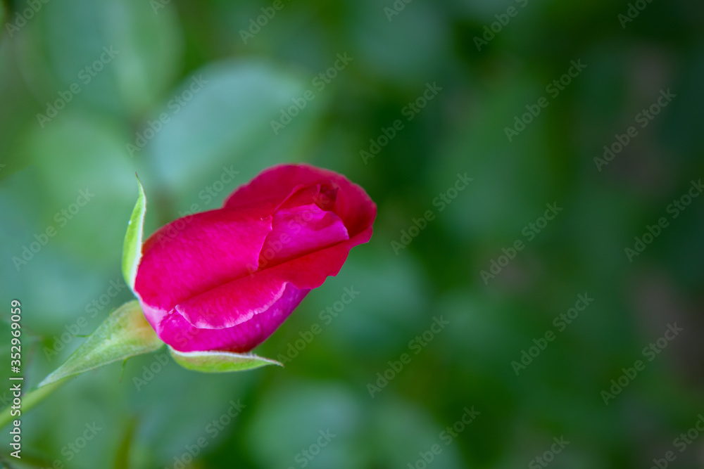 unblown rose bud on a green background unblown rose bud on a green background