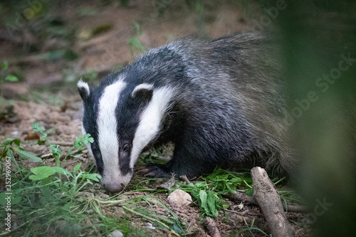 badger © scott