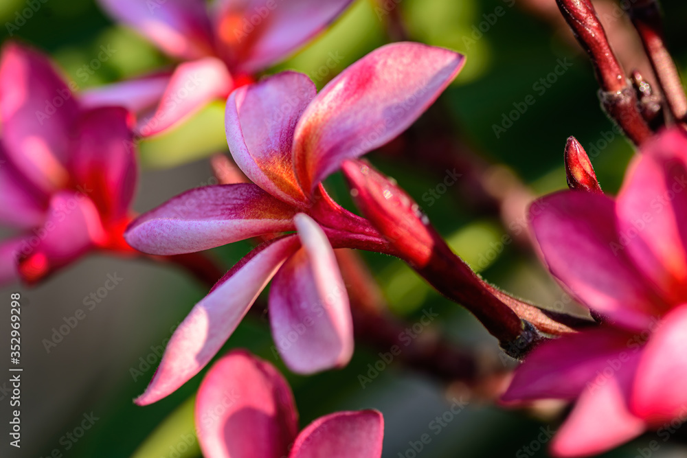 Close up of Pink Frangipani, Plumeria Sp flower with copy space