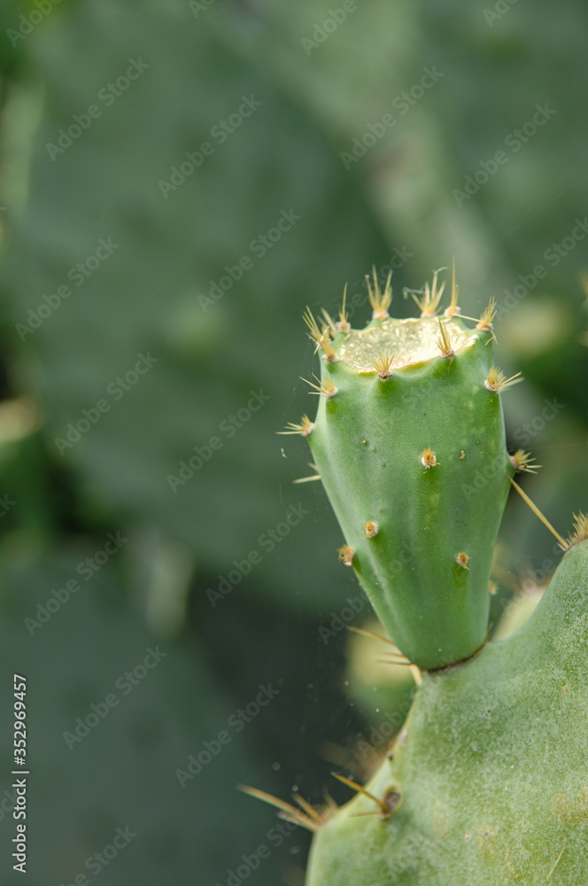 close up of cactus close up of cactus