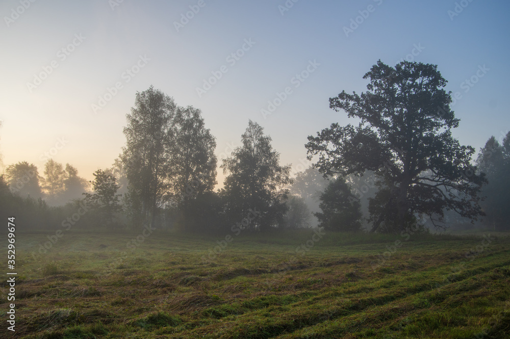 Fototapeta premium Foggy landscape with the silhouettes of trees in the meadow in early misty summer morning