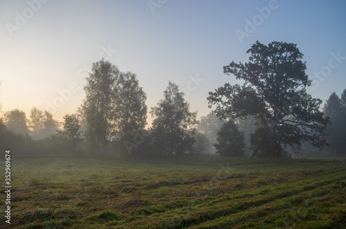 Foggy landscape with the silhouettes of trees in the meadow in early misty summer morning © Ilga