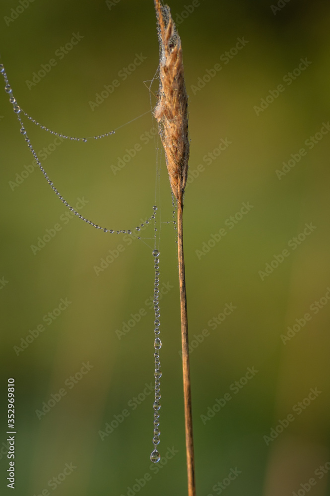 Closeup of beautiful thread of spider web covered by morning dew drops hanging from dry straw against blurry green background Closeup of beautiful thread of spider web covered by morning dew drops hanging from dry straw against blurry green background