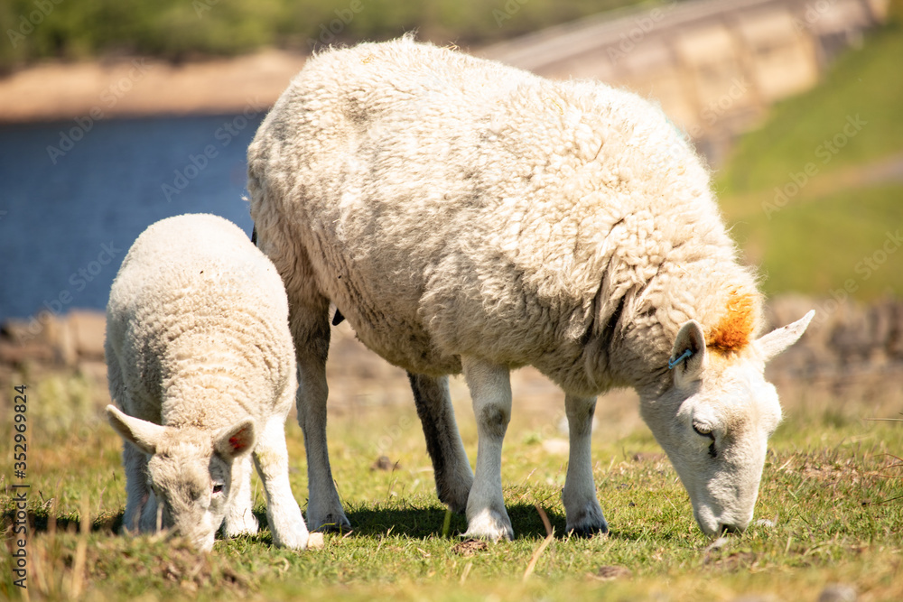 Ewe sheep and single lamb on looking on spring Sheeps grazed on green grass field pasture Ewe sheep and single lamb on looking on spring Sheeps grazed on green grass field pasture