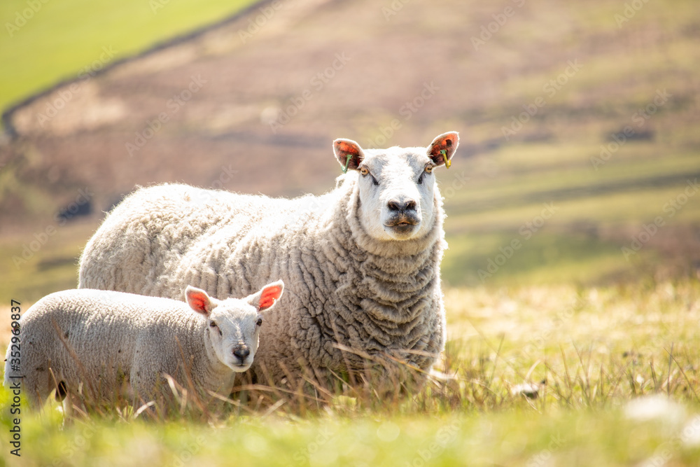 Ewe sheep and single lamb on looking on spring Sheeps grazed on green grass field pasture Ewe sheep and single lamb on looking on spring Sheeps grazed on green grass field pasture