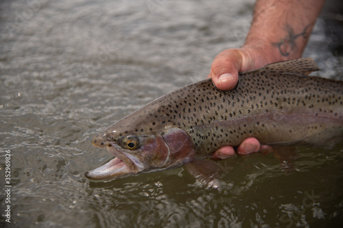 Fototapeta Naklejka Na Ścianę i Meble -  A wild rainbow trout being release back into the river.