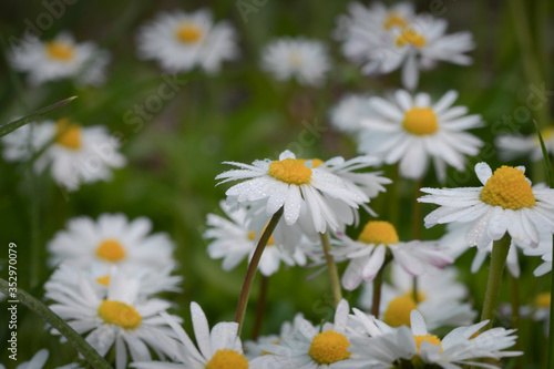 Many small white field daisies with yellow hearts