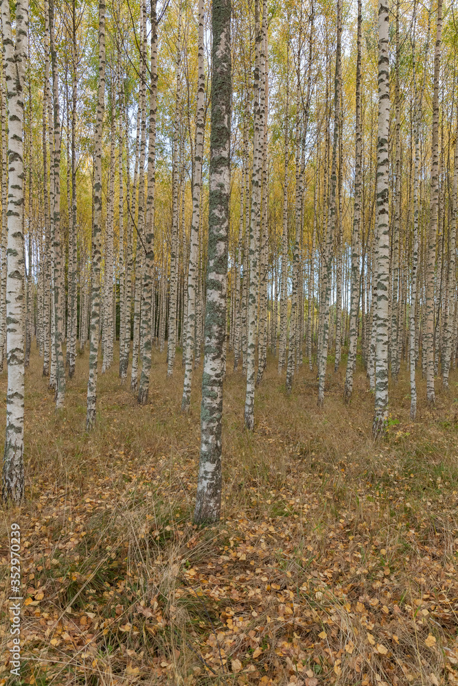 Birch trees with fresh green leaves in autumn. Sweden, selective focus Birch trees with fresh green leaves in autumn. Sweden, selective focus