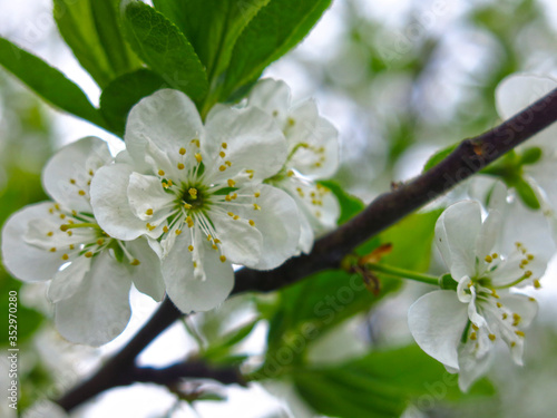 plum tree blooms in spring with white romantic flowers
