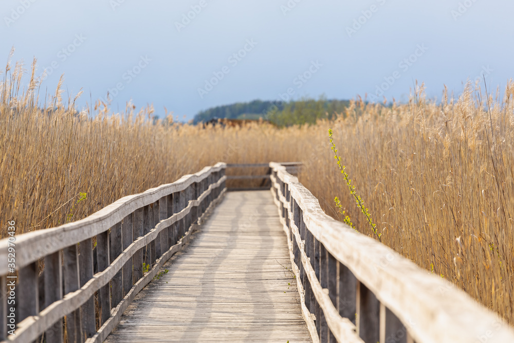 wooden walkway passing in swamps in a national park in Sweden wooden walkway passing in swamps in a national park in Sweden