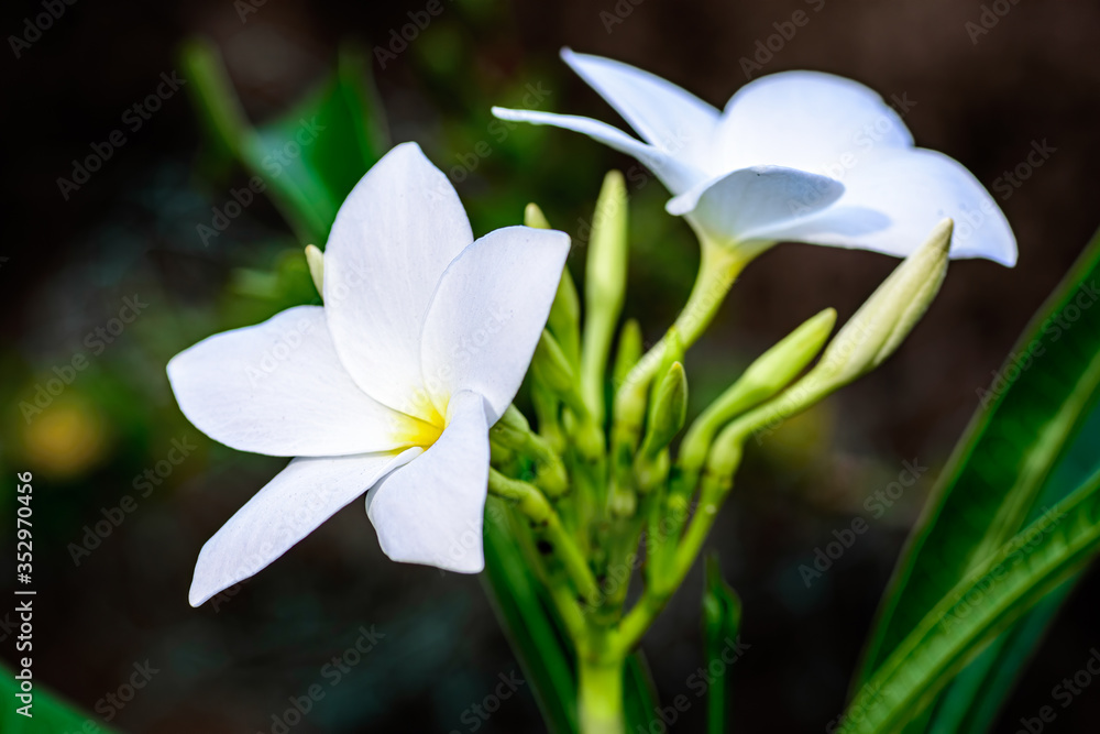 Obraz premium Close up of beautiful white Bridal Bouquet, Plumeria pudica flower with copy space