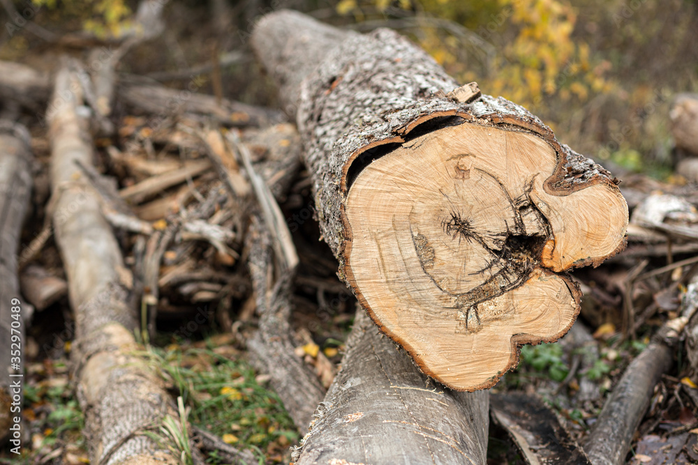 Saw the tree trunk close-up on the forest felling. Saw the tree trunk close-up on the forest felling.