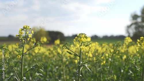 Blooming rapeseed flowers moving by wind, spring agriculture rural landscape