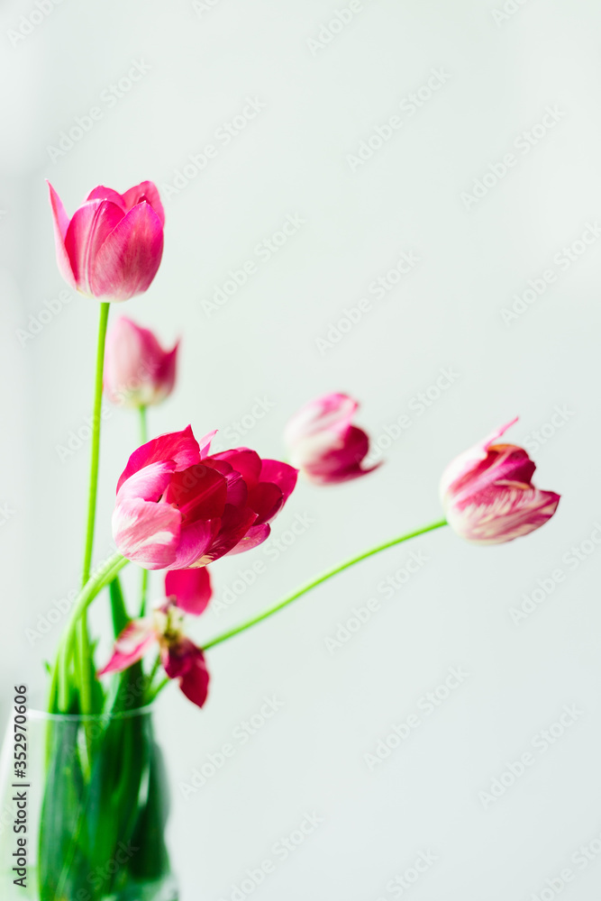 Fresh branche of tulips in a glass vase on a light background . Holiday card with flowers. Spring plants with drops of morning dew. Wallpaper for desktop. Fresh branche of tulips in a glass vase on a light background . Holiday card with flowers. Spring plants with drops of morning dew. Wallpaper for desktop.