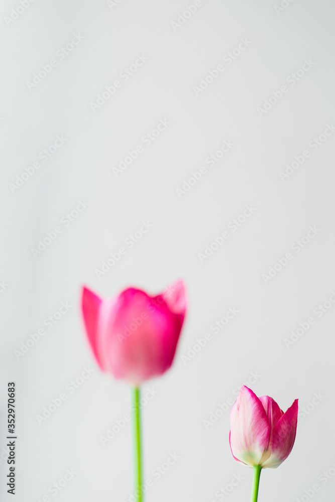 Two tulips: big and small, sharp and blur. Concept of comparison, contrast, less is more. Wallpaper for desktop.