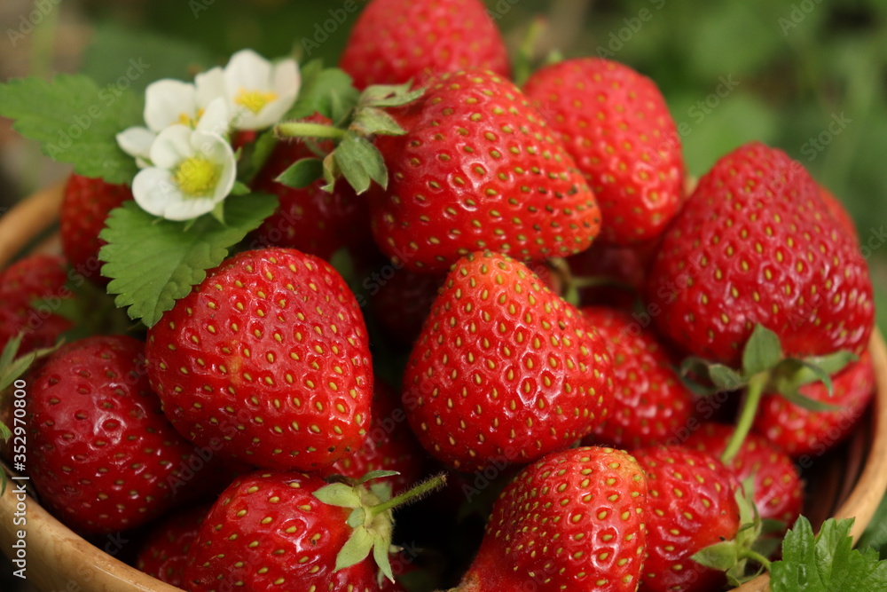 ripe berries of wild strawberry with leaves and flowers ripe berries of wild strawberry with leaves and flowers