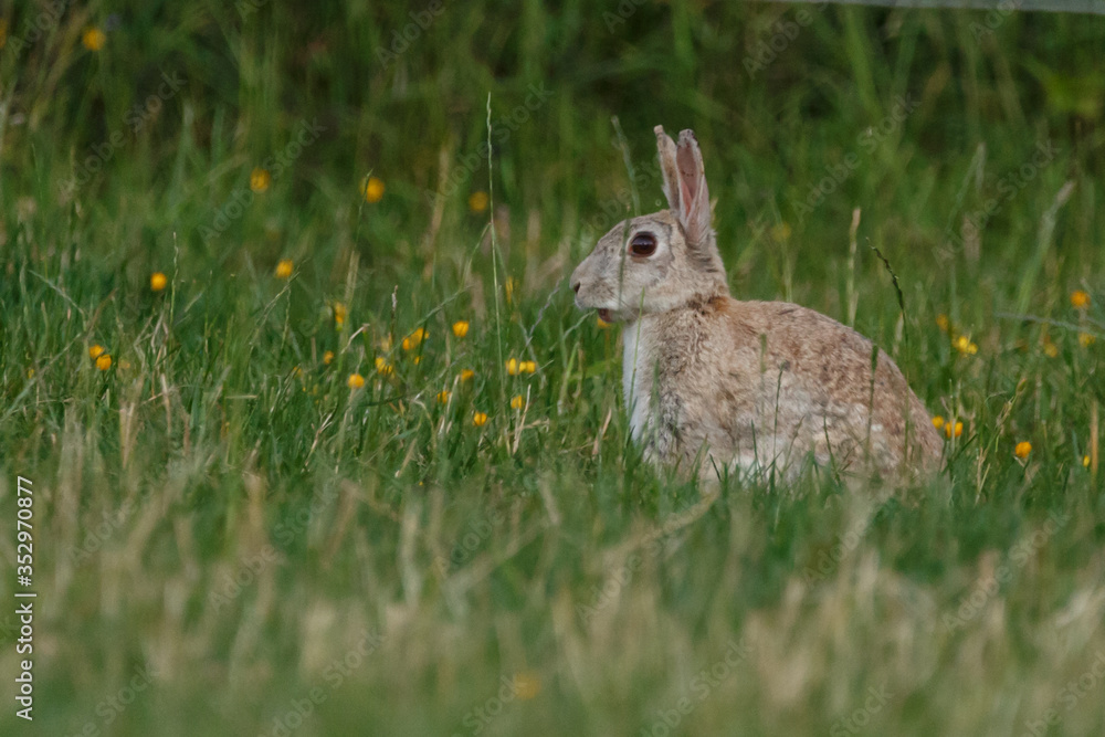 Fototapeta premium Kaninchen spielen am Abend