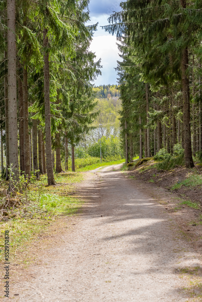 Wide trail in the forest, park in central Sweden Wide trail in the forest, park in central Sweden