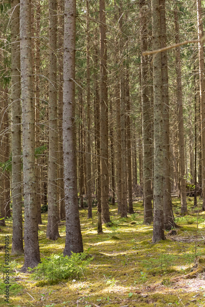 Vintage conifer forest with bare tree trunks in Sweden.