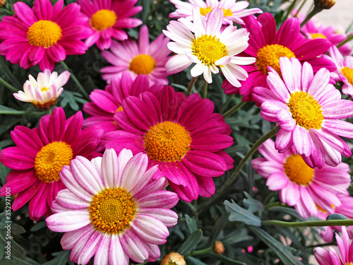 Red  pink  white flowers Osteospermum.