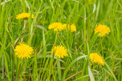 Yellow dandelion flowers with leaves in green grass. Selective focus