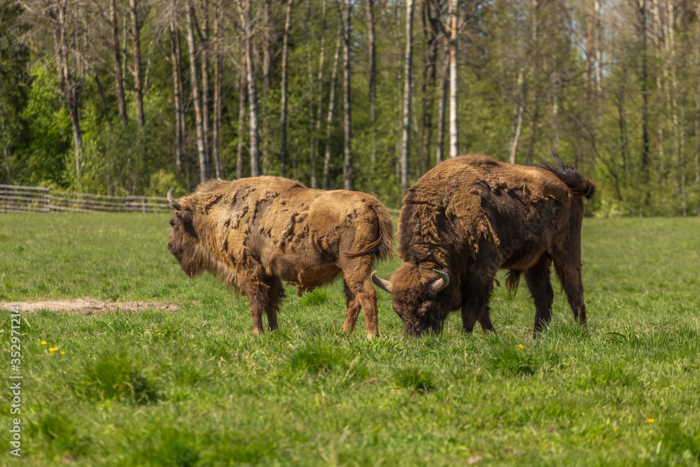 A herd of bison peacefully nips grass on the lawn A herd of bison peacefully nips grass on the lawn