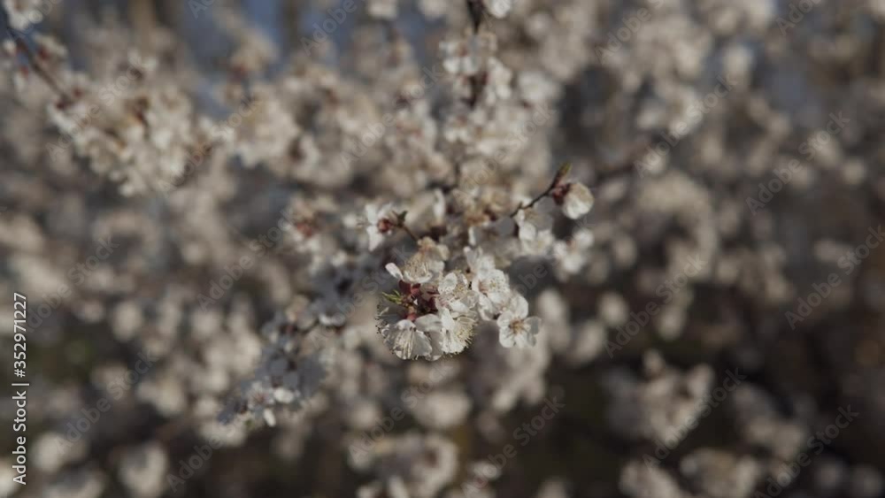 apricot blossoms in spring in the garden apricot blossoms in spring in the garden