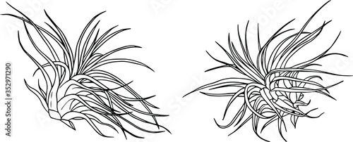 Air Plant Line Drawing - Vector Illustration Clipart