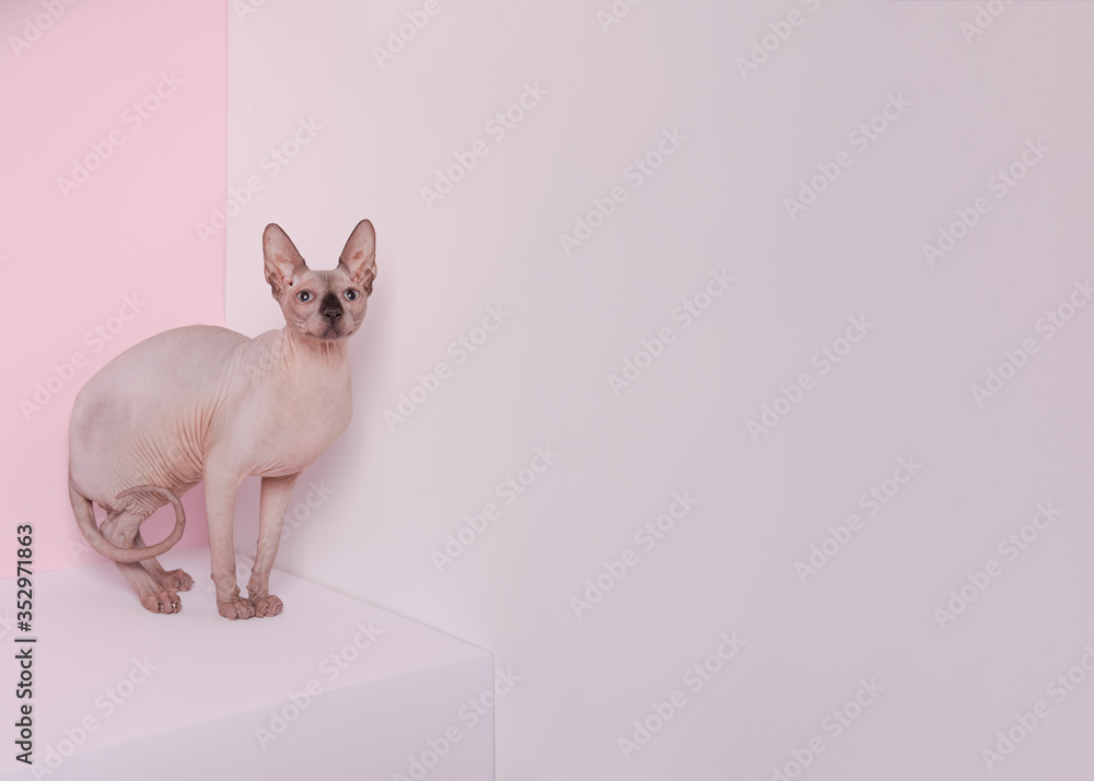 Playful sphynx cat sitting on white cube behind pink background. Portrait of graceful cat. Minimalistic photo. Copy space