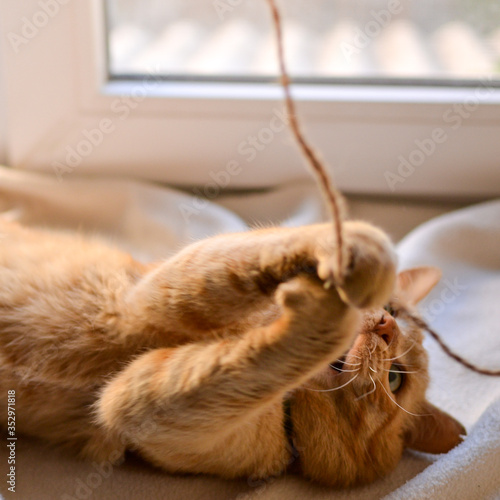 Beautiful red cat lies on the windowsill on a sunny day. Cute red cat is playing with a rope. Close-up. The pet is resting at home. A place for text.