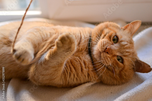 Beautiful red cat lies on the windowsill on a sunny day. Cute red cat is playing with a rope. Close-up. The pet is resting at home. A place for text.