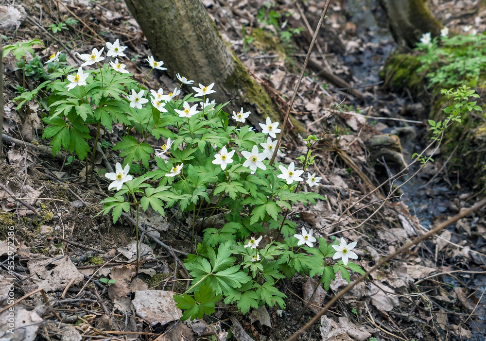 The first flowers of anemone in the forest under a tree . The first flowers of anemone in the forest under a tree .