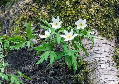 The first flowers of anemone in the forest under a tree . photo