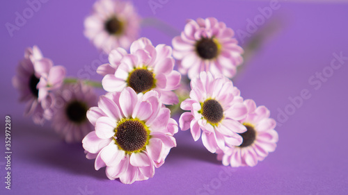 Close up delicate small flowers on violet background. Branch of chrysanthemum flowers lying on the table. Blurred