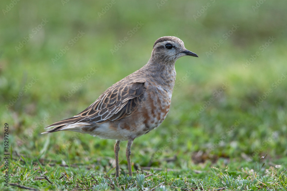 Eurasian Dotterel (Charadrius morinellus) bird in the natural habitat. Eurasian Dotterel (Charadrius morinellus) bird in the natural habitat.