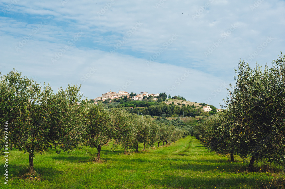 Traditional country landscape in Tuscany Italy. Scenic view of an olive grove on a hill in springtime with green lawn and cloudy blue sky, Italy.